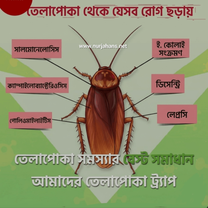 Cockroach Bait –  তেলাপোকা সমস্যার বেস্ট সমাধান